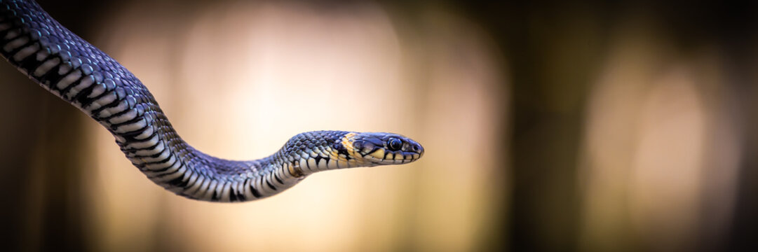 Grass snake (Natrix natrix) close-up with a light background