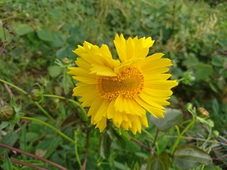 Yellow flower
