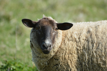 Sheep and spring lambs
