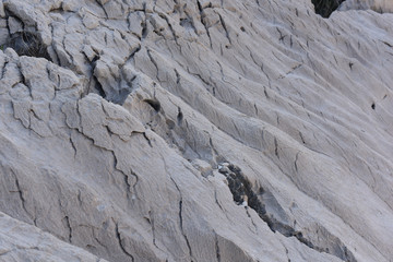 Texture of natural gray stone with fossils