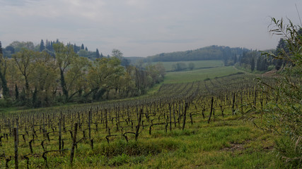 Fototapeta na wymiar Vignes en Toscane