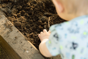 Child planting tomato seedlings in greenhouse. Organic gardening and growth concept