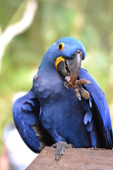 blue bird