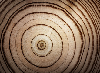  Stump of tree felled - section of the trunk with annual rings. Slice wood.