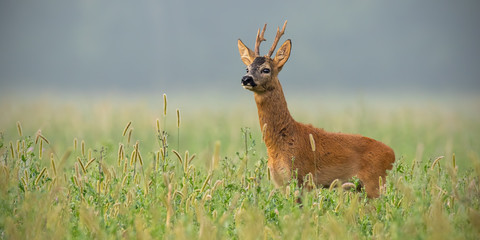 Roe deer, capreolus capreolus, buck standing in tall grass looking away in summer with space for text. Male deer animal in the wild.