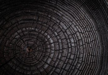 The charred stump of tree felled - section of the trunk with annual rings. Slice burnt wood.