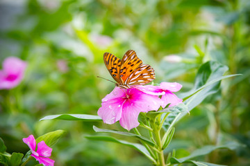 butterfly on flower