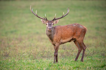 Red deer, cervus elaphus, stag looking to camera on a green meadow in autumn. Wild animal in nature.