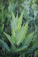 Spring vegetation in the countryside