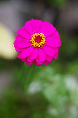 Blooming pink Zinnia elegans flowers with natural light in the garden