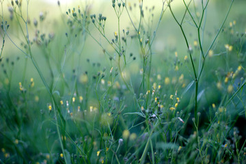 Spring vegetation in the countryside