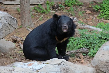 Animals,  these are two bears that live at KHON KAEN zoo,  in KHON KAEN province THAILAND.  