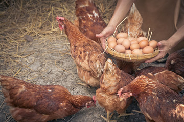 Close-up farmer hands holding fresh chicken eggs into basket at a chicken farm in him home area....