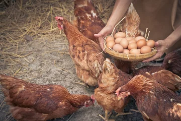 Schilderijen op glas Close-up farmer hands holding fresh chicken eggs into basket at a chicken farm in him home area. Concept of organic farm. © Prot