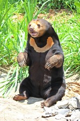 Animals,  these are two bears that live at KHON KAEN zoo,  in KHON KAEN province THAILAND.  