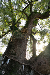 神木　イメージ