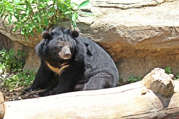 Animals,  these are two bears that live at KHON KAEN zoo,  in KHON KAEN province THAILAND.  