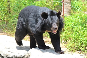 Animals,  these are two bears that live at KHON KAEN zoo,  in KHON KAEN province THAILAND.  