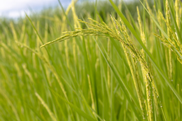 Rice seed ripe and green leaves in rice field.Growth and Yield of rice plants in summer.