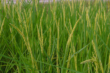Rice seed ripe and green leaves in rice field.Growth and Yield of rice plants in summer.