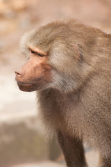 Baboon Animal Portrait