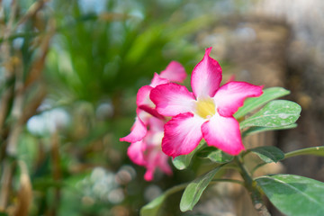 Obraz na płótnie Canvas Pink Adenium in the natural garden 
