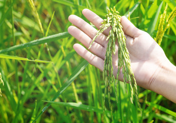 Farmer holding rice and recheck product in farm in the morning