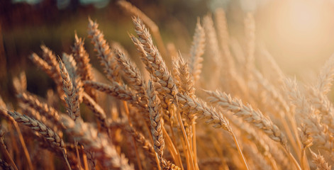 Fototapeta premium ears of wheat or rye, close up with drops of dew.