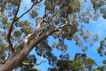 gum (?) trees in australia
