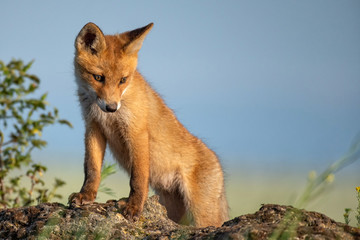 Fox cub. Young red Fox stands on a stone