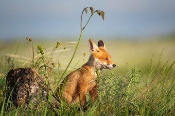 Fox cub. Young red Fox in grass near the stone
