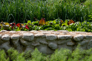 Chard with red and green leaves growing in the vegetable garden