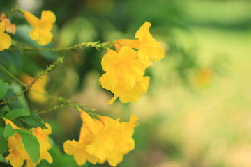 yellow flowers blossom in spring time on nature background.