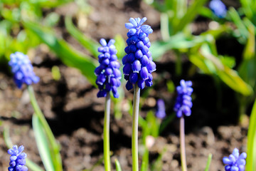 Muscari flower.Muscari armeniacum.Grape Hyacinths .Muscari flowers in warm sunshine on a blurred nice natural background.Spring flowers 