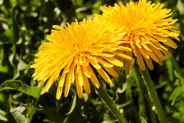 Yellow dandelion flowers  in the field, macro. Beautiful summer background.