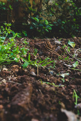 Grass sprouting from soil in garden