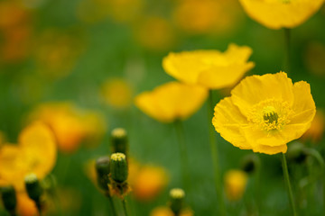 Obraz premium アイスランドポピー