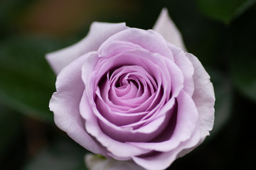 バラ　ブルー・バユー