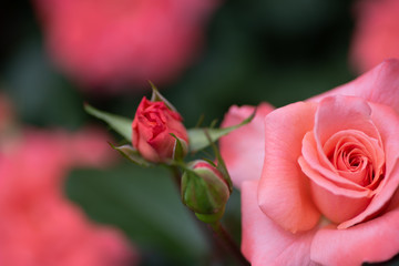 バラ　カリンカ