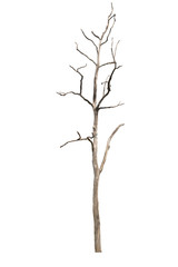 Fototapeta premium Dead tree or dried tree isolated on white background.Clipping path.