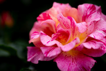 Fototapeta premium バラ エドガードガ