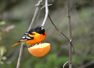 Baltimore Oriole