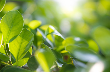 Close up beautiful view of nature green leaves on blurred greenery tree background with sunlight in public garden park. It is landscape ecology and copy space for wallpaper and backdrop.