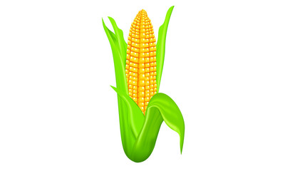 vector corn yellow fresh healty colb with green leaf