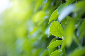 Fototapeta premium Close up beautiful view of nature green leaves on blurred greenery tree background with sunlight in public garden park. It is landscape ecology and copy space for wallpaper and backdrop.