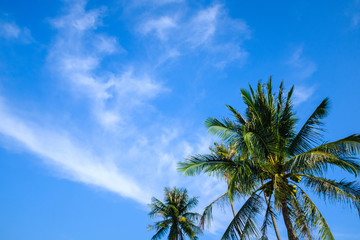 Palm Tree at a Beach on a Summer Day