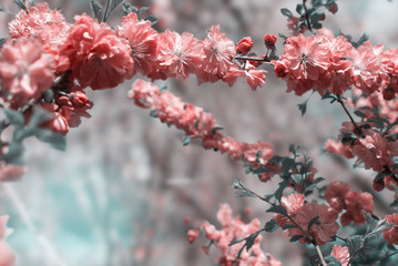 A branch of flowering Sakura in May in the garden