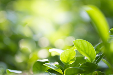 Close up beautiful view of nature green leaves on blurred greenery tree background with sunlight in public garden park. It is landscape ecology and copy space for wallpaper and backdrop.