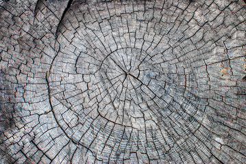 Old stump, cracked background texture