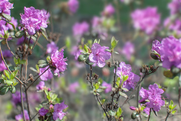 Naklejka premium Kwitnący różanecznik na wiosnę w ogrodzie